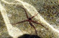 The Mediterranean Sea Brittle starfish - Ophioderma sp.