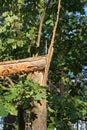 brown broken pine tree in the forest among green vegetation