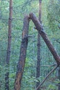 brown broken pine tree in the forest among green vegetation