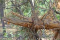 brown broken pine tree in the forest among green vegetation