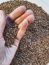 Abstract, agriculture, baby food, background, backgrounds, bread, brown, buckwheat, cereal, close-up, closeup, crop, dinner, dry, Royalty Free Stock Photo