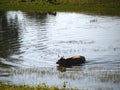 Buffulo crossing water. Royalty Free Stock Photo