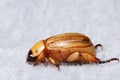 European Chafer June Bug Royalty Free Stock Photo