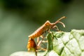 Brown bug close-up on a leaf Royalty Free Stock Photo