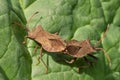Brown bug close-up on a leaf Royalty Free Stock Photo