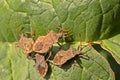 Brown bug close-up on a leaf Royalty Free Stock Photo