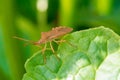 Brown bug close-up on a leaf Royalty Free Stock Photo