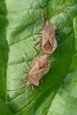 Brown bug close-up on a leaf Royalty Free Stock Photo