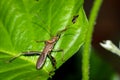 Brown bug on green leaf closeup Royalty Free Stock Photo
