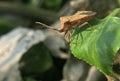 Brown bug on green leaf jumps to waterfall Royalty Free Stock Photo