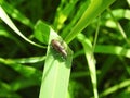 Brown bug on green leaf, Lithuania Royalty Free Stock Photo