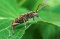 Brown bug on the green leaf in middle Royalty Free Stock Photo