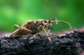 Brown bug on green leaf says hello Royalty Free Stock Photo