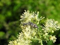 Brown bug on yellow flower Royalty Free Stock Photo