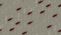 Brown bugs crawling. Seamless pattern with small cockroaches on textured background. Vector illustration Royalty Free Stock Photo