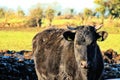 A Brown bull in a field