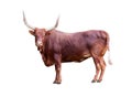 Brown bull isolated on whit Royalty Free Stock Photo