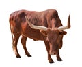 Brown bull with large horns