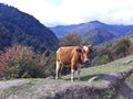 A brown bull looking at the camera