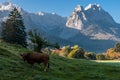 Brown bull on the mountain meadow