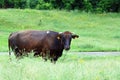 Brown bull on natural green background Royalty Free Stock Photo