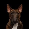 Brown Bull Terrier on isolated black background