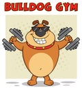 Brown Bulldog Cartoon Mascot Character With Sunglasses Working Out With Dumbbells Royalty Free Stock Photo