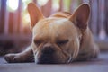 Brown bulldog sleeping near the wall.Dog sleep concept Royalty Free Stock Photo