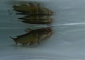 Brown bullhead (Ameiurus nebulosus) in the water