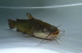 Brown bullhead (Ameiurus nebulosus) in the water