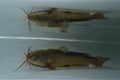 Brown bullhead (Ameiurus nebulosus) in the water