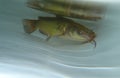 Brown bullhead (Ameiurus nebulosus) in the water