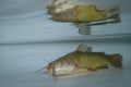 Brown bullhead (Ameiurus nebulosus) in the water