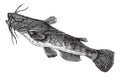 Brown bullhead or Ameiurus nebulosus, vintage engraving