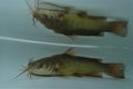 Brown bullhead (Ameiurus nebulosus) in the water