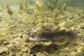 Brown Bullhead Catfish Ameiurus nebulosus underwater photography. Freshwater fish in clean water and nature habitat. Natural