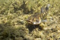 Brown Bullhead Catfish Ameiurus nebulosus underwater photography. Freshwater fish in clean water and nature habitat. Natural