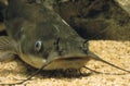 BROWN BULLHEAD ictalurus nebulosus