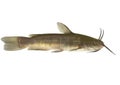 Brown Bullhead - isolated (Ictalurus nebulosus)