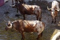 Brown bulls in detail, manso bulls in a bullring