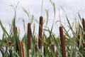 Brown Bulrushes, Cattails Or Typha Latifolia In Front Of Water