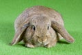 Brown bunny, isolated on green