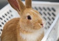 Brown bunny sit in white basket at pets ` corner