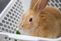Brown bunny sit in white basket at pets ` corner
