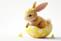 A brown bunny sitting inside a broken yellow Easter egg, surrounded by small yellow flowers. On white background. Banner Royalty Free Stock Photo