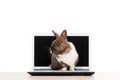 Brown bunny sitting on laptop