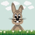 Brown bunny smile daisy meadow