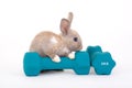 Brown bunny and a weight Royalty Free Stock Photo