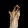 Brown burma cat isolated on black background