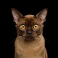 Brown burma cat isolated on black background